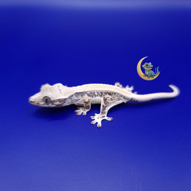 릴리 세이블 풀핀 솔리드백