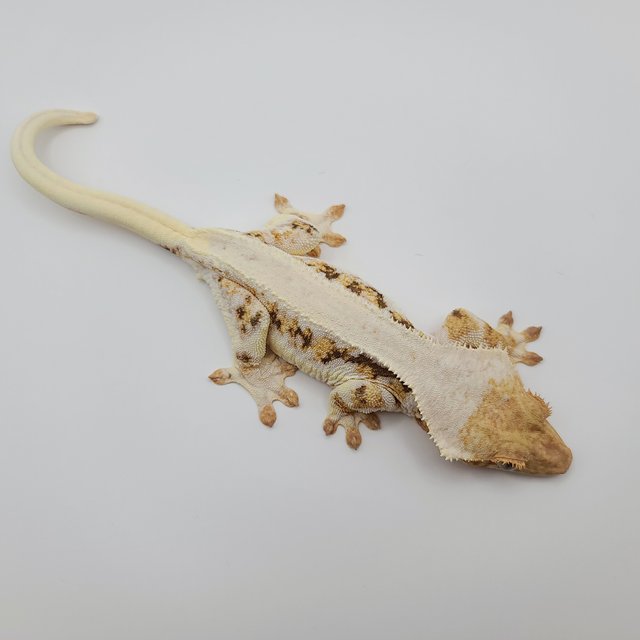 릴리화이트 솔리드백 풀핀