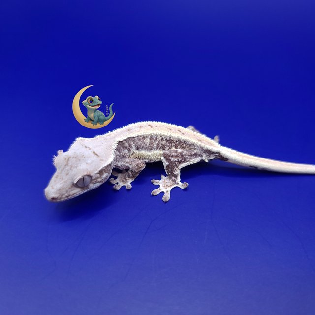 릴리화이트 풀핀