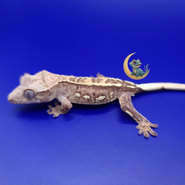 100%헷아잔틱 화이트포트홀 크림시클 크림