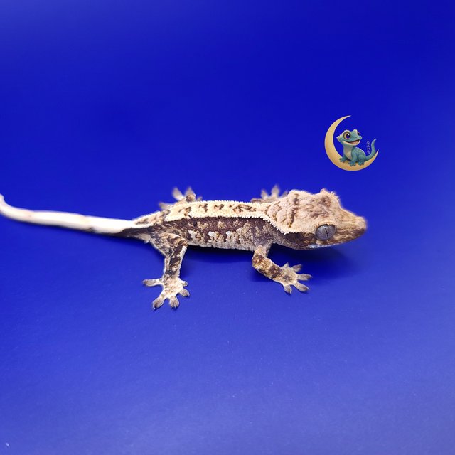 노멀 트라이 익스트림할리퀸