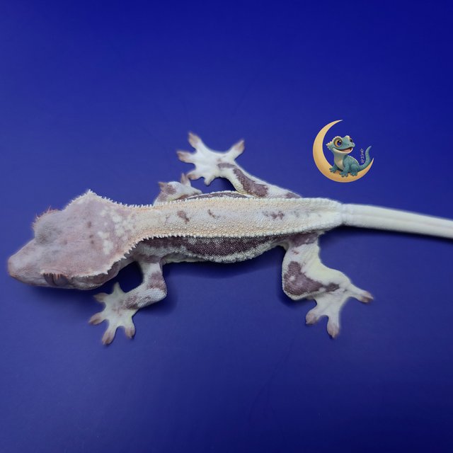 프라푸치노 100%헷아잔틱 풀핀 슈퍼스트라이프