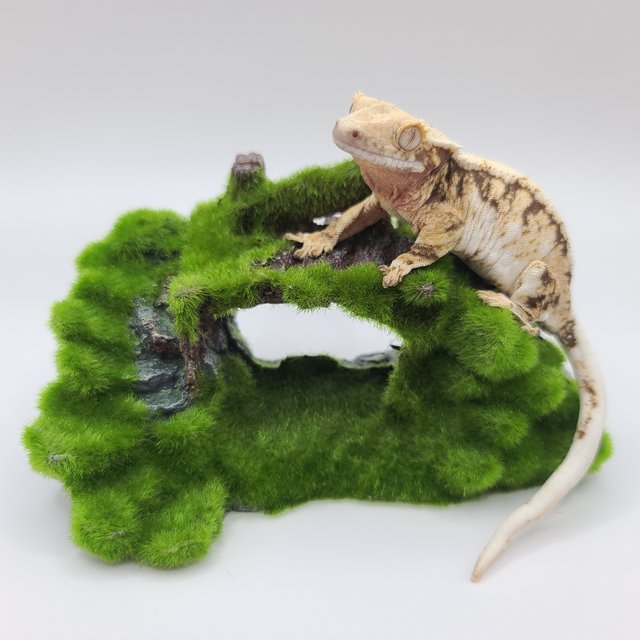 릴리100%헷아잔틱