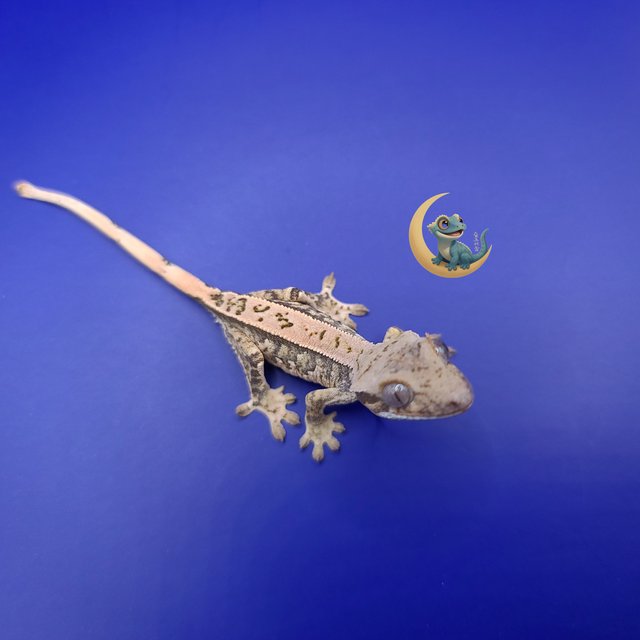 노멀 트라이 익스트림할리퀸