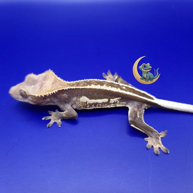 알티 풀핀 엠티백 화이트핀 쿼드 노멀