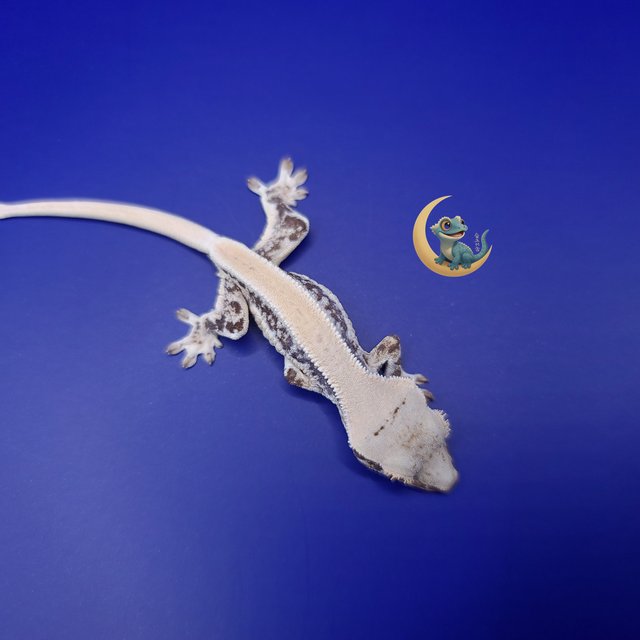 릴리 세이블 풀핀 솔리드백