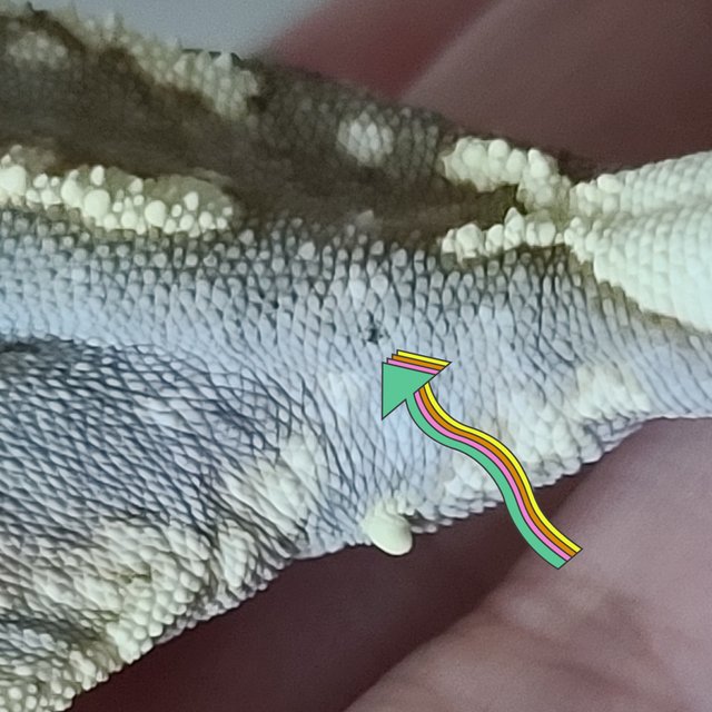 카푸치노 익스트림할리퀸