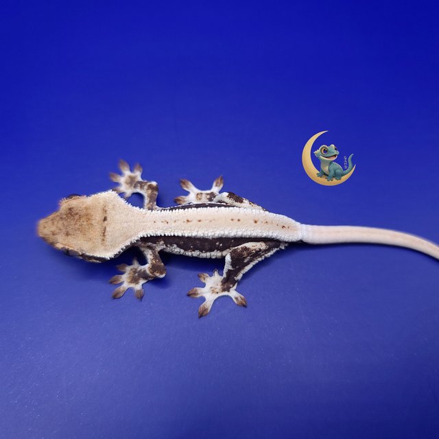 릴리화이트 풀핀