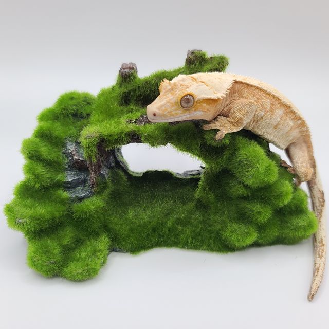 레드 화이트스팟 익스트림할리퀸 노멀