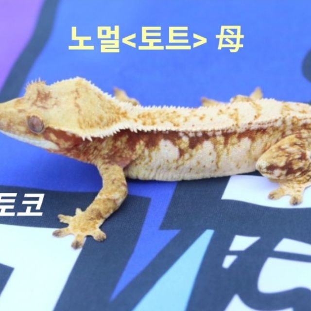레드 노멀