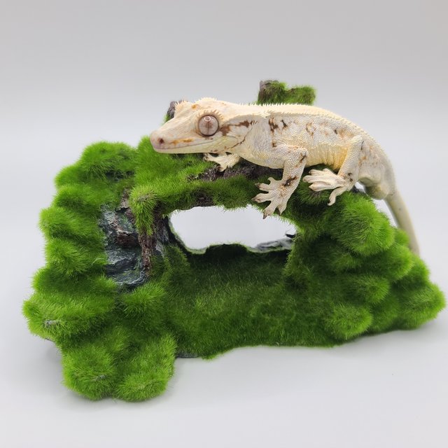 릴리화이트 솔리드백