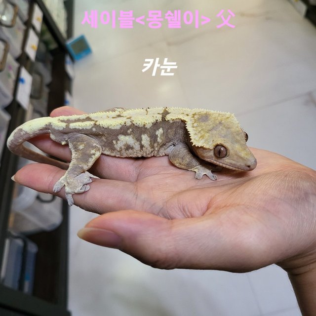 세이블