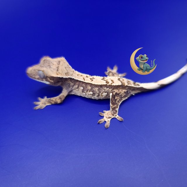 노멀 트라이 익스트림할리퀸