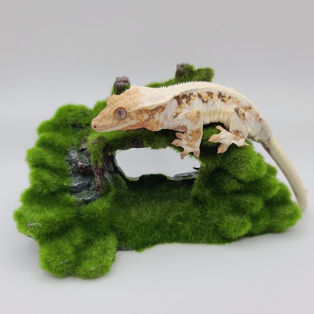 릴리화이트 솔리드백 풀핀