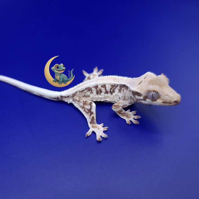 릴리화이트 솔리드백