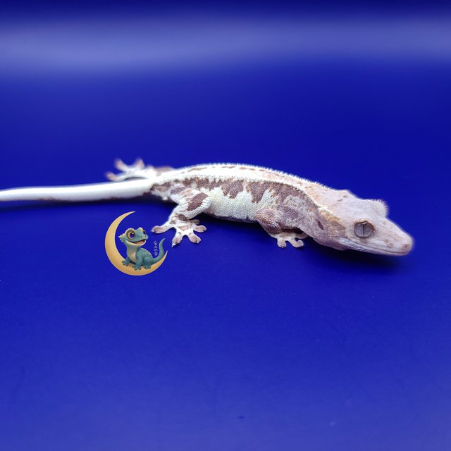 프라푸치노 풀핀 슈퍼스트라이프