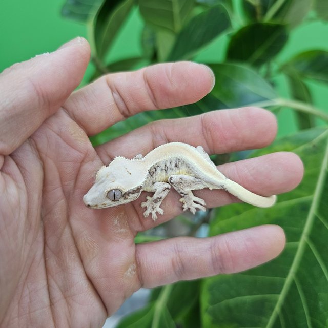 릴리화이트 솔리드백