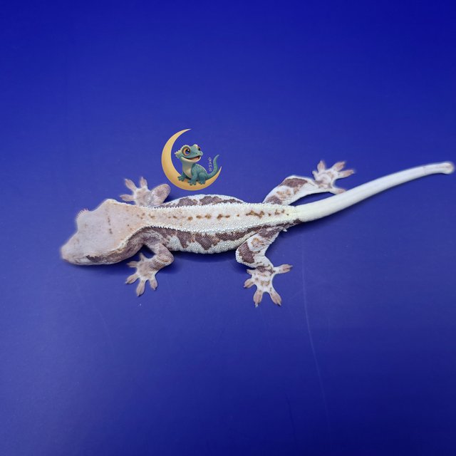 프라푸치노 풀핀 슈퍼스트라이프