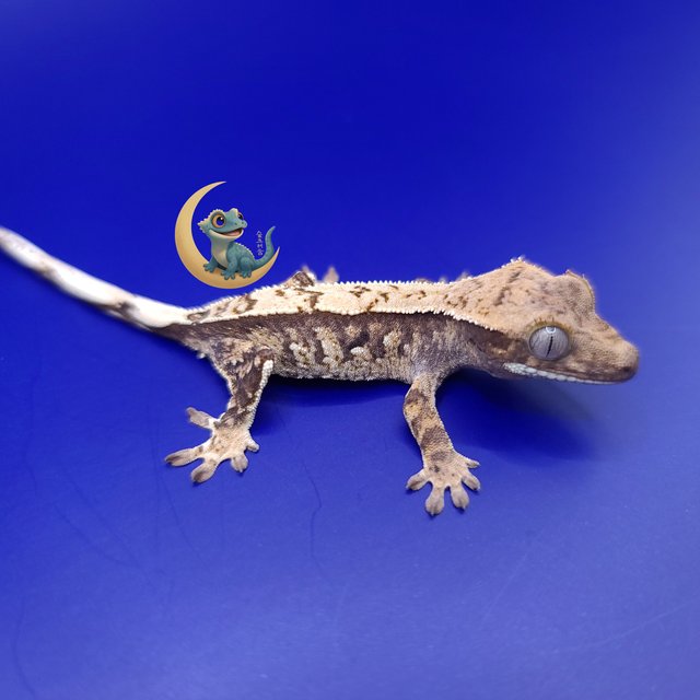 노멀 트라이 익스트림할리퀸