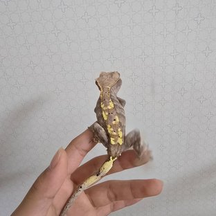카푸치노