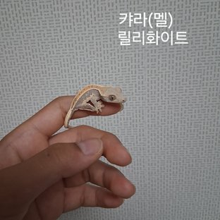 릴리화이트