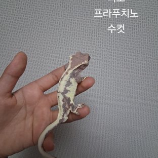 프라푸치노