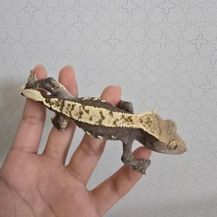노멀 다크