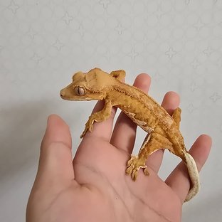 레드 팬텀 릴리화이트