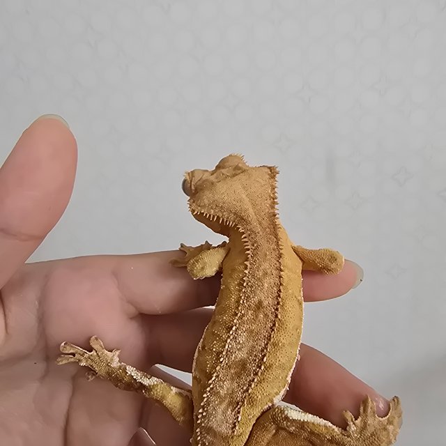 레드 팬텀 릴리화이트