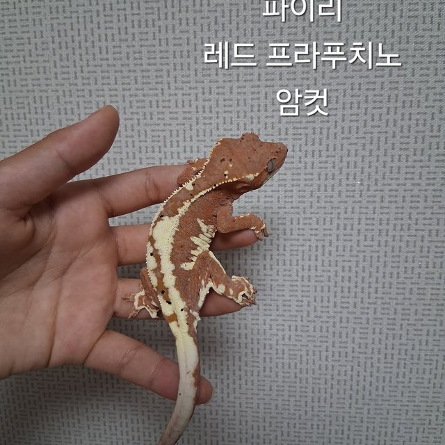 프라푸치노 레드