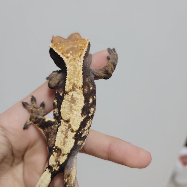 세이블