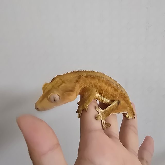 레드 팬텀 릴리화이트