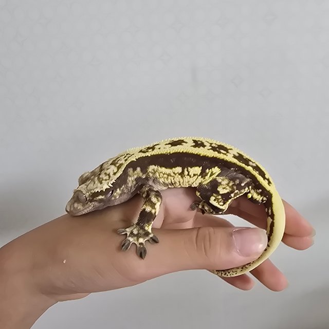 노멀 엠티백 쿼드