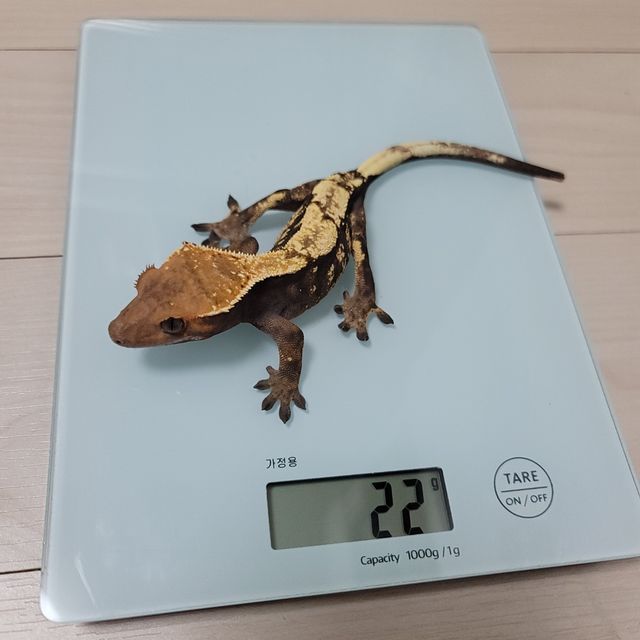 세이블