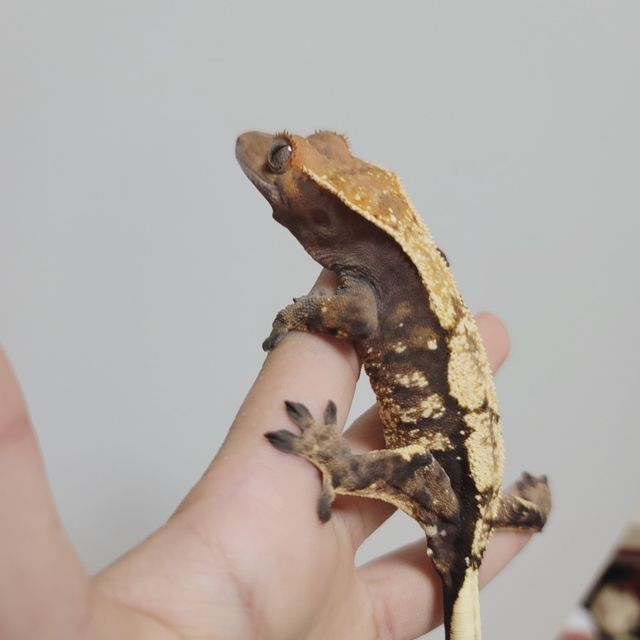 세이블