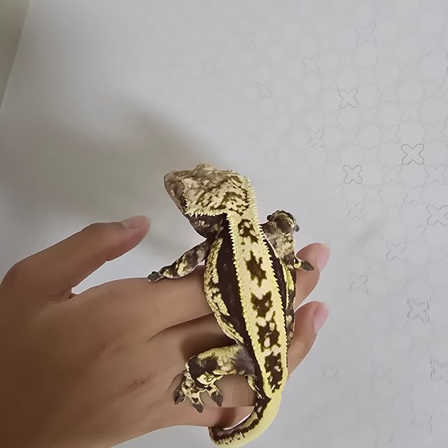 노멀 엠티백 쿼드