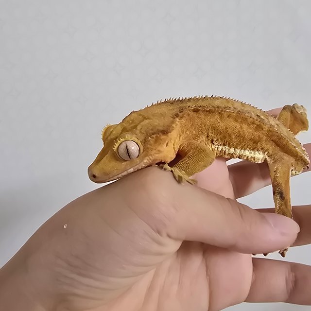 레드 팬텀 릴리화이트