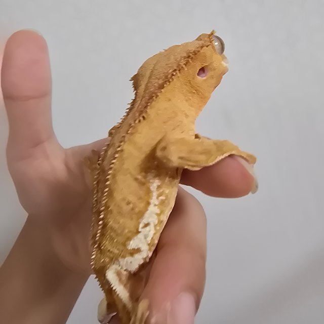 레드 팬텀 릴리화이트