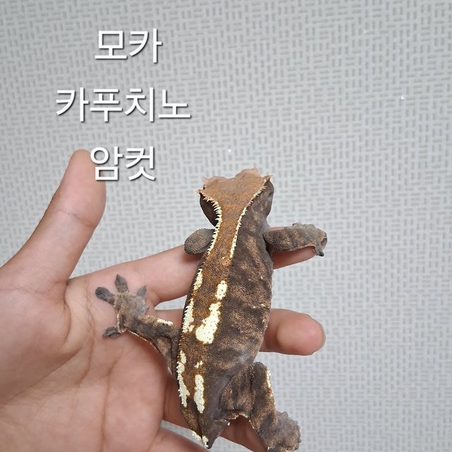 카푸치노