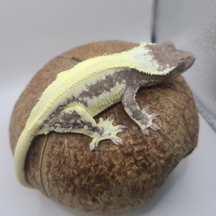 롤리