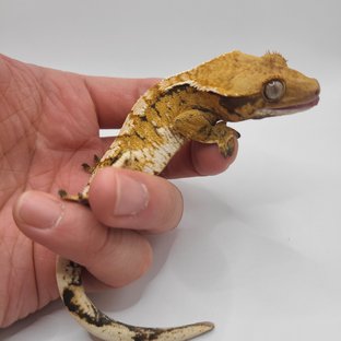 트라이 화이트핀 텐저린