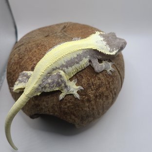 롤리