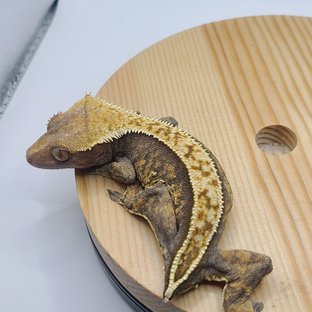 줄리