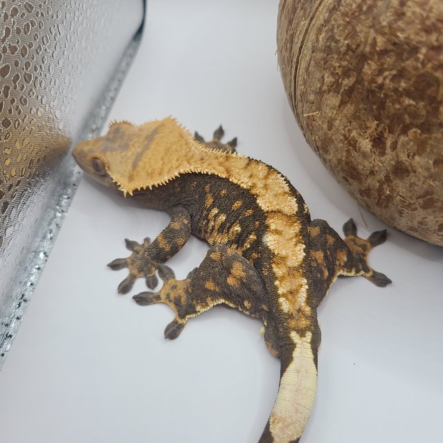 할로윈 텐저린 다크 트라이