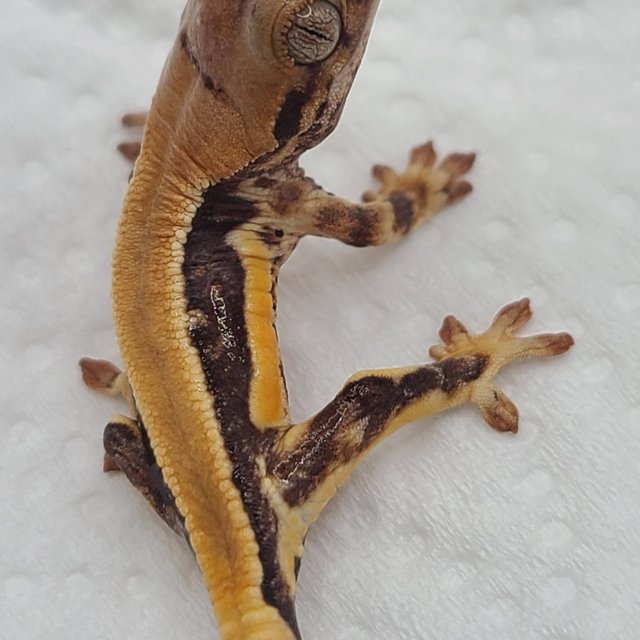 릴리100%헷아잔틱