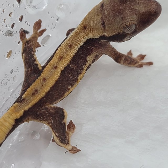 릴리100%헷아잔틱