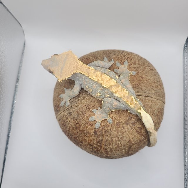 할로윈 텐저린 다크 트라이