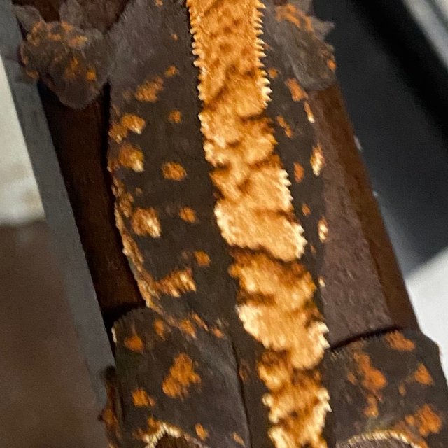 텐저린 다크 플레임