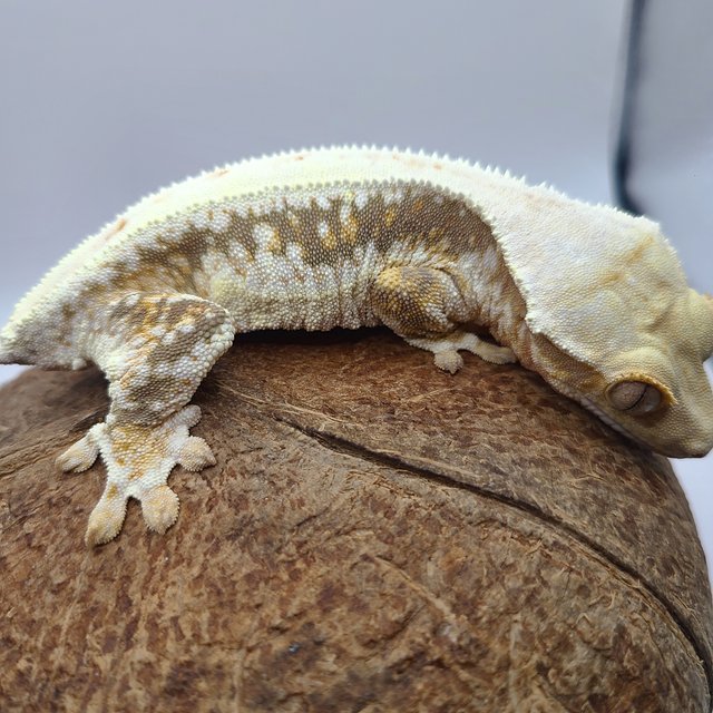 릴리100%헷아잔틱