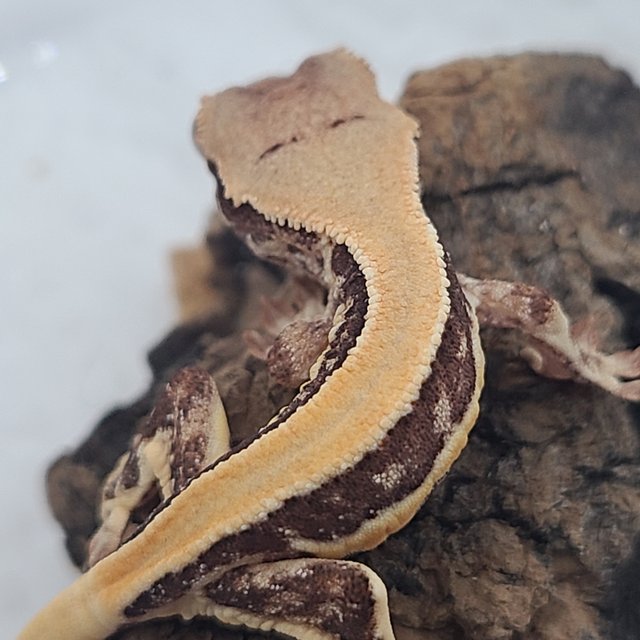 릴리100%헷아잔틱